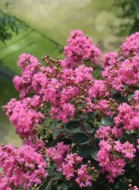 lagerstremia-indyjska-petite-pink-2l