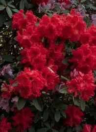 lagerstremia-indyjska-petite-red-2l