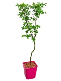 lagerstremia-indyjska-white-bez-poludnia-poj-c6