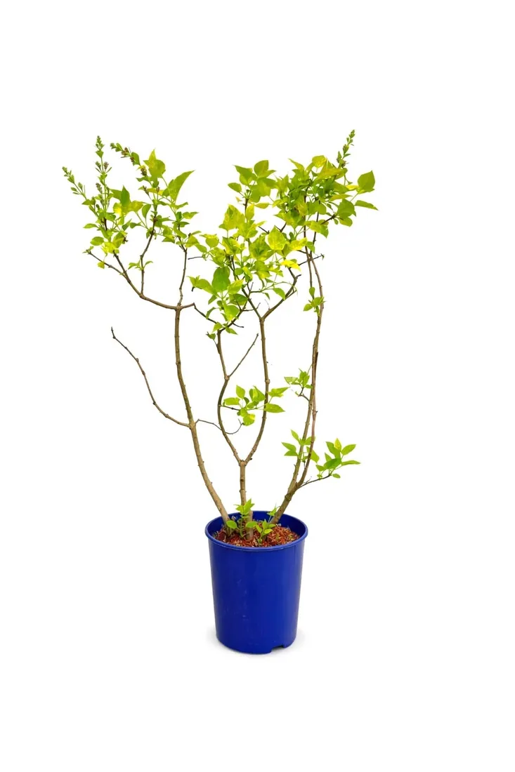 lilak-pospolity-aucubaefolia-c4