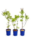 lilak-pospolity-aucubaefolia-c4-rodzaj-rosliny-lilaki