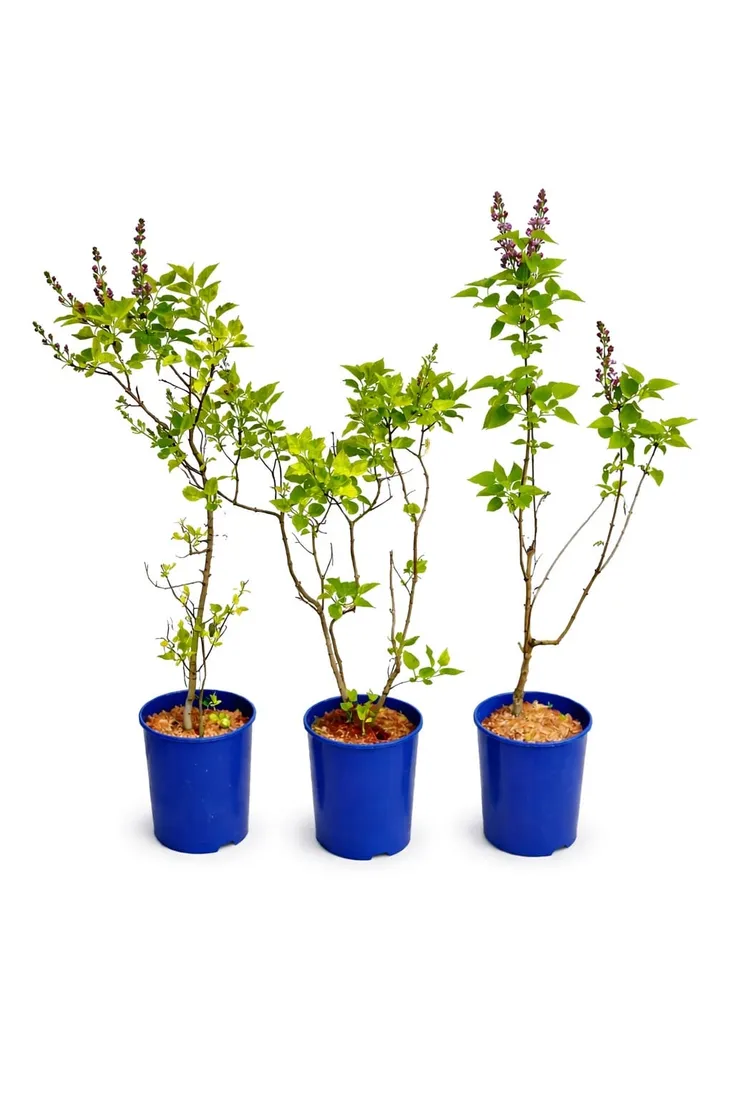 lilak-pospolity-aucubaefolia-c4-rodzaj-rosliny-lilaki