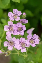 bodziszek-karen-wouters-geranium-hybrida