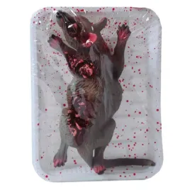 tacka-ze-szczurem-szczur-martwy-dekoracja-na-halloween-19x12cm