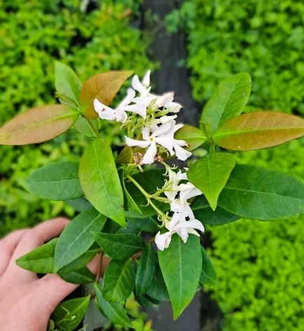 jasmin-gwiazdkowy-c2