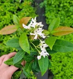 jasmin-gwiazdkowy-c2