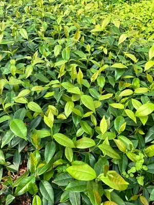 jasmin-gwiazdkowy-c2-rodzaj-rosliny-inny