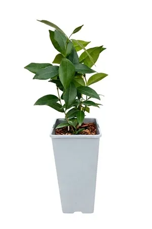 jasmin-gwiazdkowy-c2-producent-inna