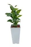 jasmin-gwiazdkowy-c2-producent-inna