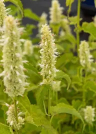 klosowiec-pomarszczony-alabaster-agastache-rugosa-bylina-miododajna