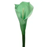 calla-pojedyncza-gumowana-tiffany