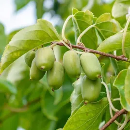 aktinidia-ostrolistna-issai-mini-kiwi-obfite-owocowanie-sadzonka-p9