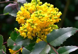 mahonia-pospolita-zolta-do-cienia-zimozielona-sadzonka-p9