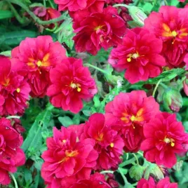 poslonek-cerise-queen-czerwony-pelny-na-skalniak-sadzonka-p9
