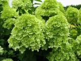 hortensja-limelight-p9-wysokosc-sadzonki-10-20-cm