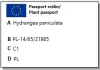 hortensja-limelight-p9-kraj-polska
