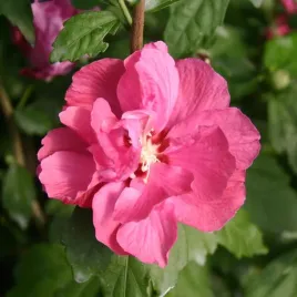 hibiskus-duc-de-brabant-purpurowy-ideal-do-ogrodu-mrozoodporny-sadzonka-p9