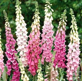 naparstnica-foxy-hybrids-kolorowa-niska-do-cienia-sadzonka-p9