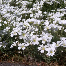 kupidynek-bialy-alba-catananche-caerulea-miododajny-sucholubny-sadzonka-p9
