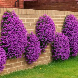 zagwin-ogrodowy-cascade-purple-fioletowy-dywanowy-na-skalniak-sadzonka-p9