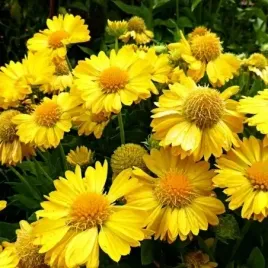 gaillardia-mesa-yellow-sloneczne-kwiaty-od-lata-do-jesieni-sadzonka-p9