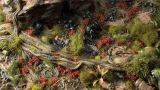 gamers-grass-poppy-tiny-flowers-4-mm