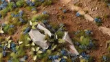 gamers-grass-cornflower-tiny-flowers-4-mm