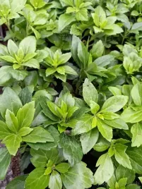runianka-japonska-green-carpet-pachysandra-terminalis