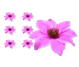 clematis-glowka-fioletowa-6-sztuk