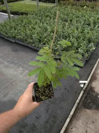 albicja-jedwabista-albizia-julibrissin-miododajne-sadzonki-20-30-cm-w-d