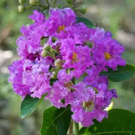 lagerstroemia-sadzonki-fioletowe-bez-poludnia-40cm