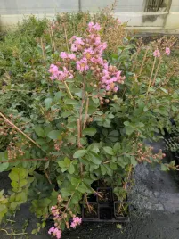 lagerstroemia-bez-poludnia-rozowa-sadzonka-30-40-cm-hortensja-letniego