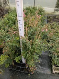 lagerstroemia-sadzonka-najwieksza-hit-fioletowa