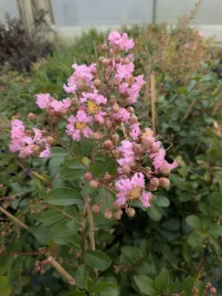 lagerstroemia-karlowa-strisciante-viola-doniczka-p9-sadzonka-10-20-cm