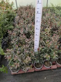 lagerstroemia-karlowa-strisciante-rossa-sadzonki-10-20-cm-doniczka-p9