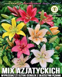 mix-azjatyckich-lilii-21-cebulek-gratis