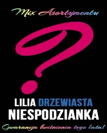 lilie-drzewiaste-niespodzianka-mix-10-szt