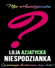 lilie-azjatyckie-niespodzianka-mix-10-szt