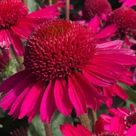 jezowka-delicious-candy-rozowa-echinacea-c2-duza-sadzonka-2l