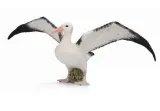 albatros-wedrowny