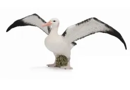 albatros-wedrowny
