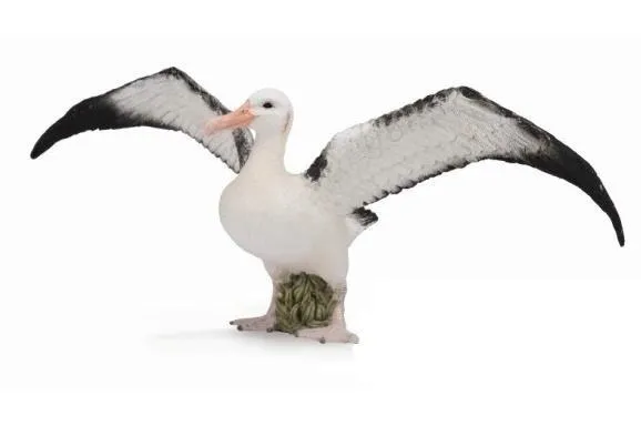 albatros-wedrowny