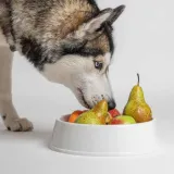 smoothiedog-owocowy-obstkorb-250ml-wiek-zwierzecia-psy-dorosle