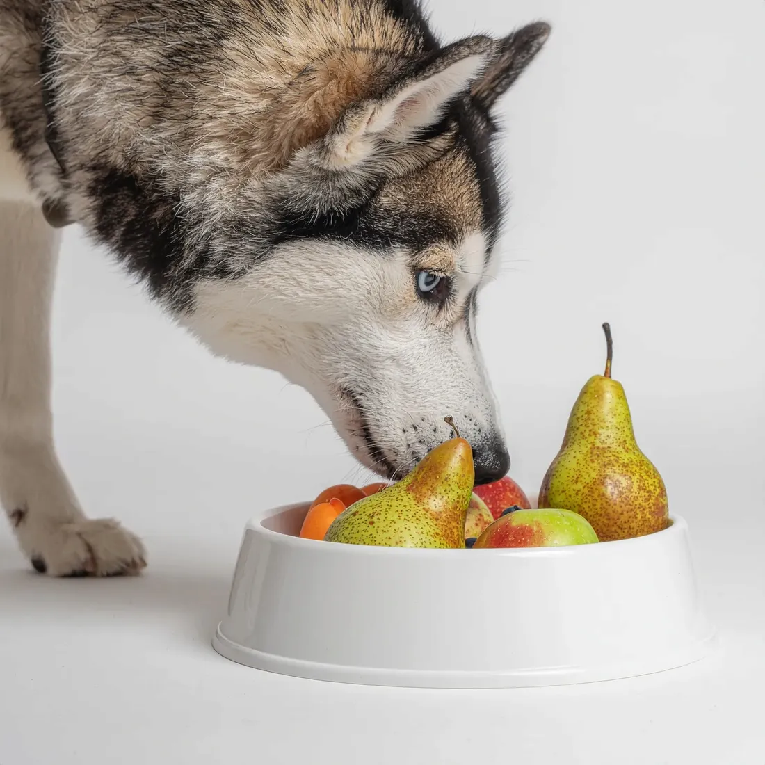 smoothiedog-owocowy-obstkorb-250ml-marka-smoothie-dog