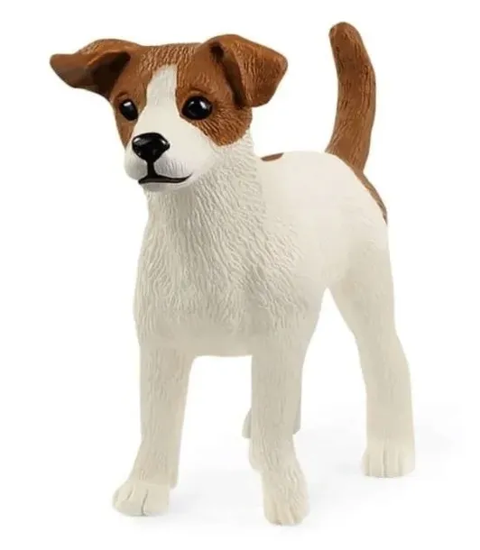 jack-russell-terrier