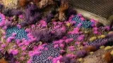 gamers-grass-tiny-tufts-2-mm-alien-neon-gamers-grass