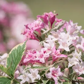 krzewuszka-cudowna-nana-variegata-2l
