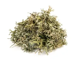 equiherbs-ziola-dla-koni-porost-islandzki-plucnica-islandzka-torba-1-kg
