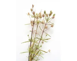 equiherbs-ziola-dla-koni-babka-plesznik-opakowanie-worek-strunowy-1-kg