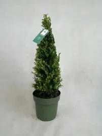 ostrokrzew-bukszpanowy-jenny-stozek-60-cm-zimozielony-piekny-odporny-na-cme